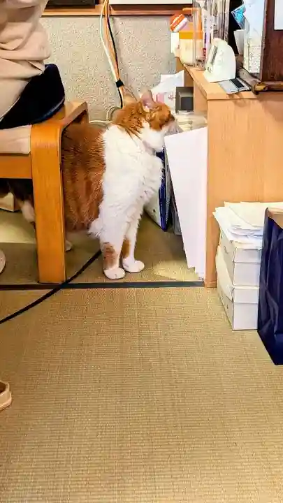 五十稲荷神社(栄寿稲荷神社)の動物