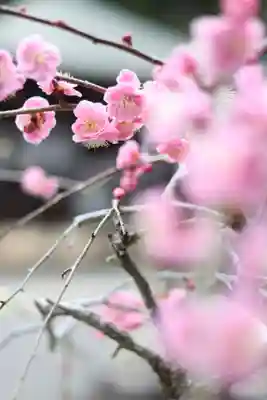 石山寺の御朱印
