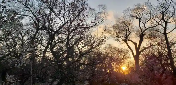 北野天満宮の自然