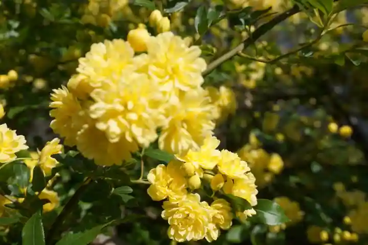 三輪神社の自然
