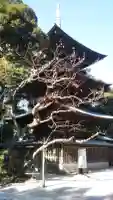 椎尾山薬王院の{uncategorized: "未分類", other: "その他", undefined: "問題あり", building: "その他建物", grave: "お墓", sacred_gate: "鳥居", guardian: "狛犬", statue: "像", buddha: "仏像", history: "歴史", nature: "自然", garden: "庭園", animal: "動物", pagoda: "塔", temizu: "手水舎", mountain_gate: "山門・神門", sanctuary: "本殿・本堂", subordinate: "末社・摂社", art: "芸術", scenery: "景色", jizo: "地蔵", ema: "絵馬", goshuin: "御朱印", omikuji: "おみくじ", items: "授与品その他", amulet: "お守り", goshuincho: "御朱印帳", eats: "食事", festival: "お祭り", votive_dance: "神楽", shichigosan: "七五三参", wedding: "結婚式", experience: "体験その他", initially: "初詣", around: "周辺", anti_infection: "感染症対策"}