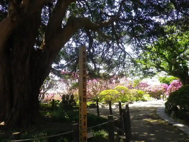 安養院 (田代寺)の自然