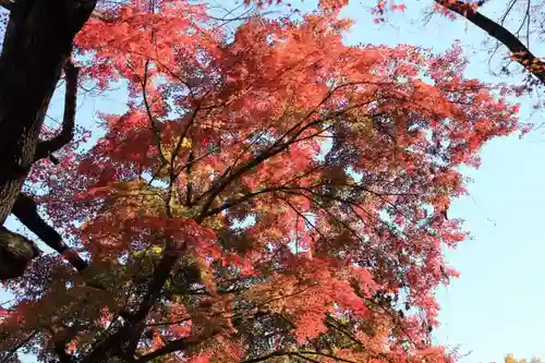三春大神宮の自然