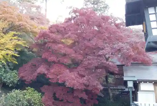 高幡不動尊　金剛寺の自然