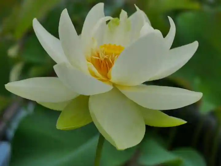 極楽山 浄土寺の自然