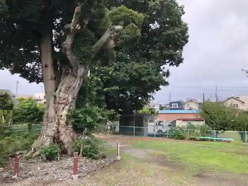 田中神社の自然