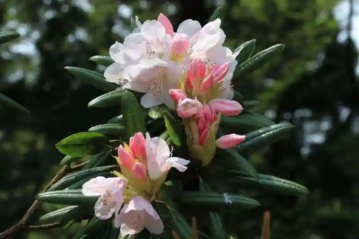 三春大神宮の自然