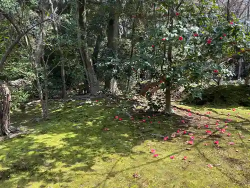 浄住寺の{uncategorized: "未分類", other: "その他", undefined: "問題あり", building: "その他建物", grave: "お墓", sacred_gate: "鳥居", guardian: "狛犬", statue: "像", buddha: "仏像", history: "歴史", nature: "自然", garden: "庭園", animal: "動物", pagoda: "塔", temizu: "手水舎", mountain_gate: "山門・神門", sanctuary: "本殿・本堂", subordinate: "末社・摂社", art: "芸術", scenery: "景色", jizo: "地蔵", ema: "絵馬", goshuin: "御朱印", omikuji: "おみくじ", items: "授与品その他", amulet: "お守り", goshuincho: "御朱印帳", eats: "食事", festival: "お祭り", votive_dance: "神楽", shichigosan: "七五三参", wedding: "結婚式", experience: "体験その他", initially: "初詣", around: "周辺", anti_infection: "感染症対策"}
