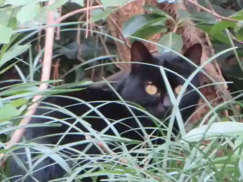 安宅住吉神社の動物