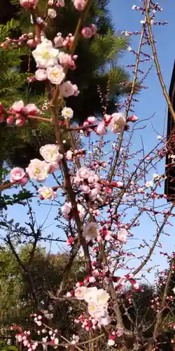 太田神社の自然
