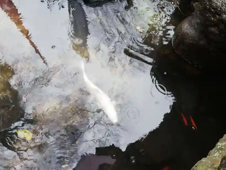 山名八幡宮の動物