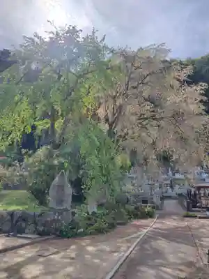 清雲寺(埼玉県)