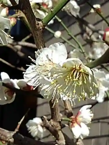 中央寺の庭園