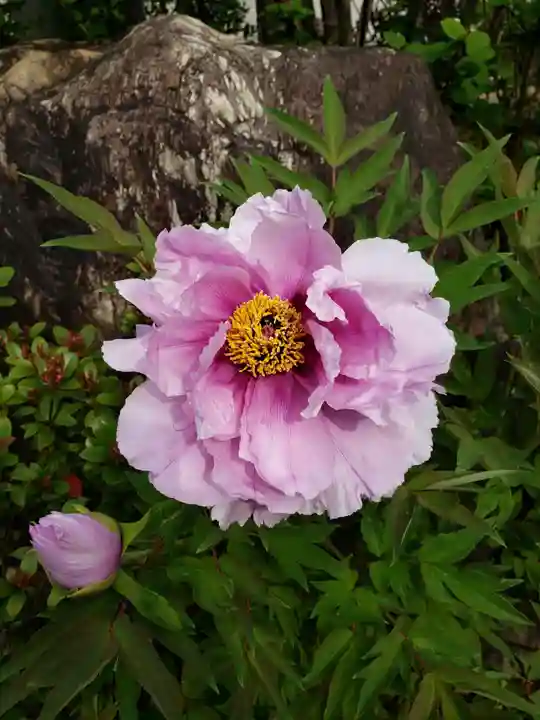 鳳林寺(東京都)