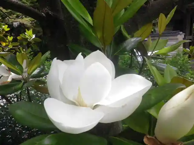 浄光明寺の自然