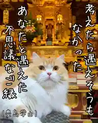 西教寺（下松駅徒歩５分）の動物