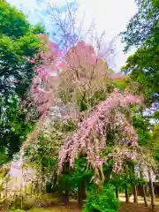 岡見八坂神社(茨城県)