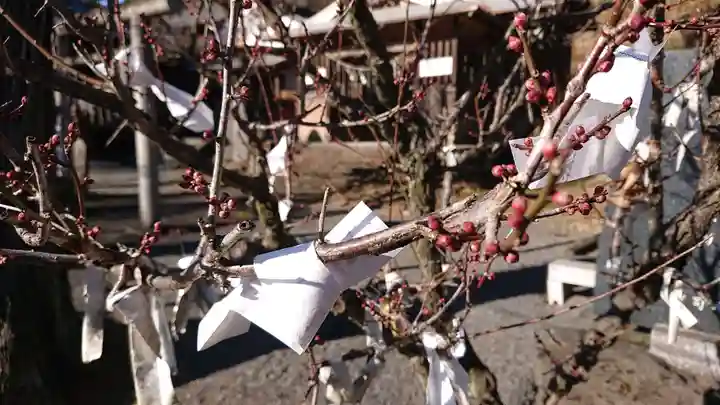 賀茂別雷神社の自然