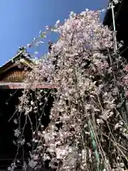 紫雲山 大泉寺の自然