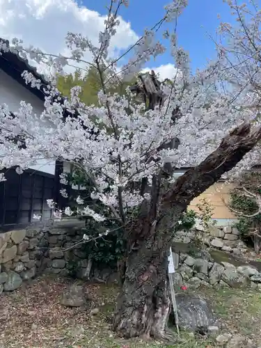 勝持寺（花の寺）(京都府)