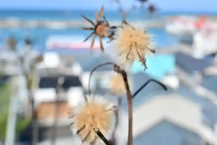 白山媛神社(新潟県)