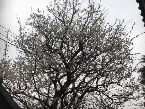 新城神社の自然