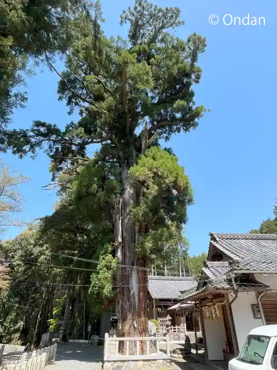 愛宕神社(阿多古神社)の自然