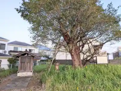 浅間神社の自然