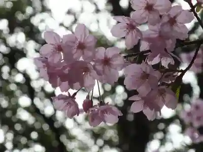 近江神宮の自然