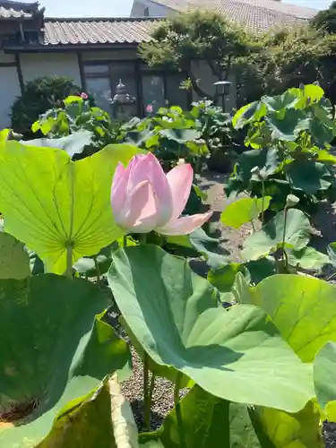 要法寺(神奈川県)