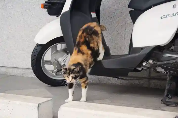 くまくま神社(導きの社 熊野町熊野神社)の動物
