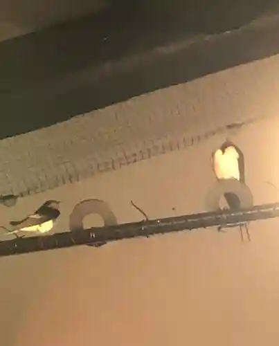 秩父今宮神社の動物