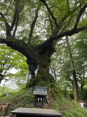 しなの木神社の自然