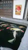大聖観音寺(あびこ観音)の動物