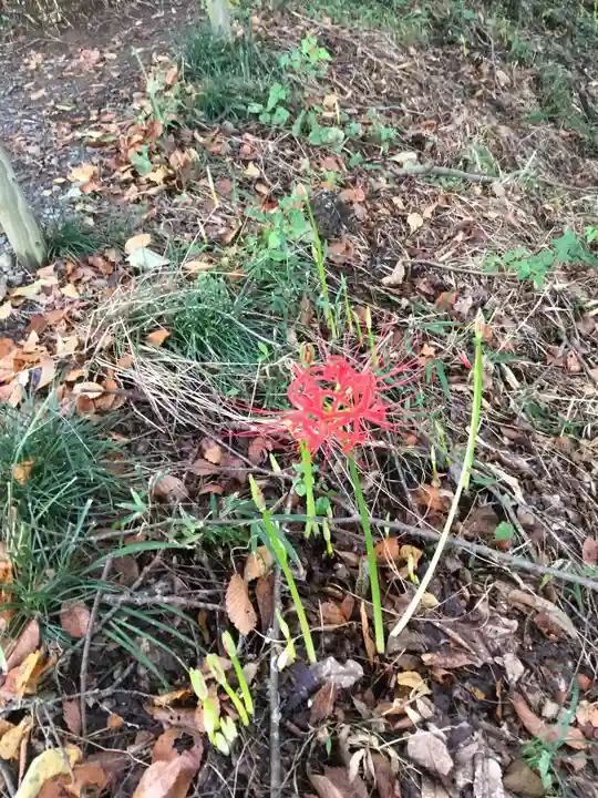 たばこ神社の自然