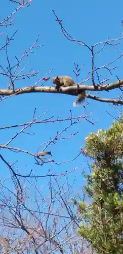 五所神社の動物