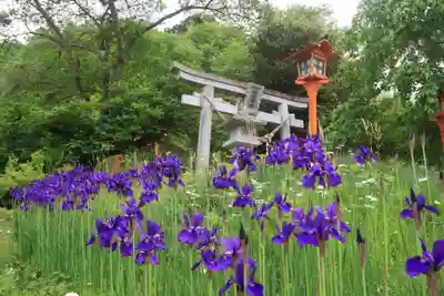 狐田稲荷神社の鳥居