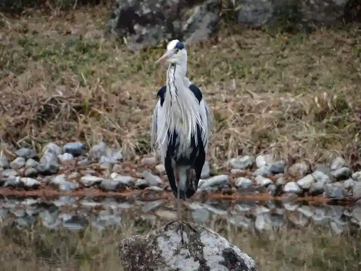 浄瑠璃寺(京都府)