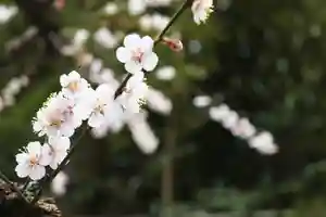 くまくま神社(導きの社 熊野町熊野神社)(東京都)(2023年03月09日(木) 19時17分31秒投稿)