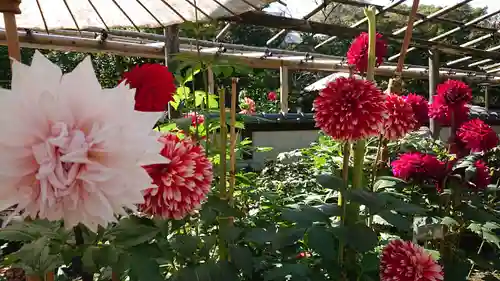 上野東照宮の自然