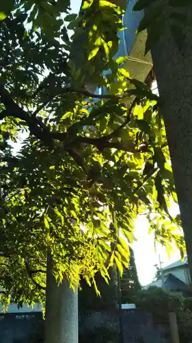 大天白神社の自然