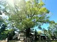 大神神社(花池)の自然