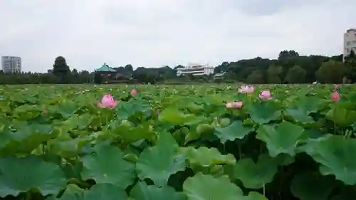 寛永寺不忍池弁天堂の庭園