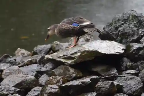 武蔵一宮氷川神社の動物