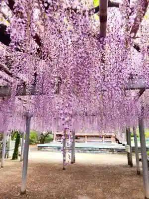 天満神社の自然