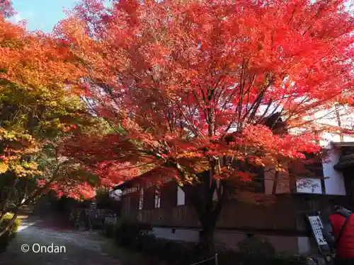 曼殊院門跡の自然