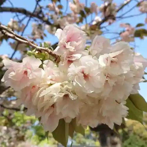 日吉神社の自然