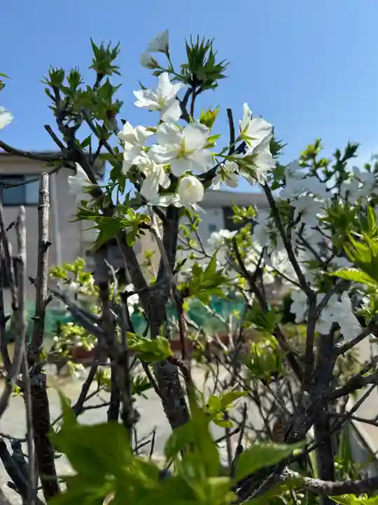 妙蓮寺(神奈川県)