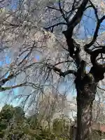 身照寺の{uncategorized: "未分類", other: "その他", undefined: "問題あり", building: "その他建物", grave: "お墓", sacred_gate: "鳥居", guardian: "狛犬", statue: "像", buddha: "仏像", history: "歴史", nature: "自然", garden: "庭園", animal: "動物", pagoda: "塔", temizu: "手水舎", mountain_gate: "山門・神門", sanctuary: "本殿・本堂", subordinate: "末社・摂社", art: "芸術", scenery: "景色", jizo: "地蔵", ema: "絵馬", goshuin: "御朱印", omikuji: "おみくじ", items: "授与品その他", amulet: "お守り", goshuincho: "御朱印帳", eats: "食事", festival: "お祭り", votive_dance: "神楽", shichigosan: "七五三参", wedding: "結婚式", experience: "体験その他", initially: "初詣", around: "周辺", anti_infection: "感染症対策"}