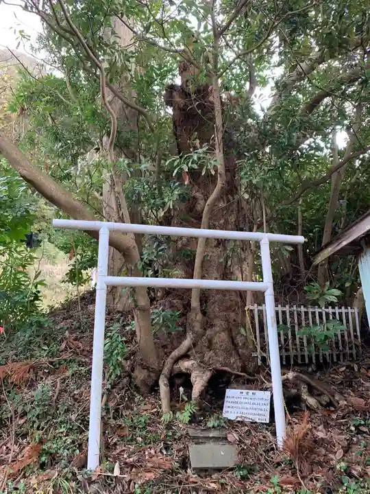 八幡神社の自然